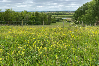 View over meadow towards woodland and ponds