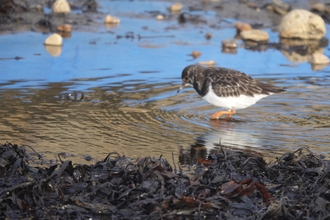 Turnstone wading through shallow sea water with rocks in background