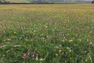 Hannah's Meadow Landscape