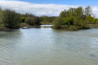 pond with trees in background