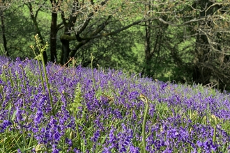 bleubells with woodland in background