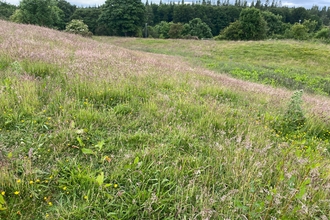 landscape photo of a meadow from Smith's Lea Nature Reserve