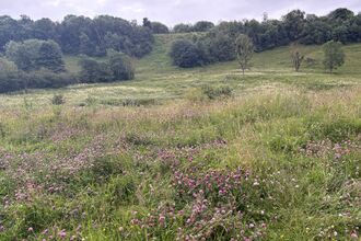 meadow with trees in background