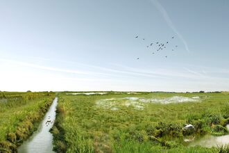Visualisation of great north fen with stream running alongside wetland