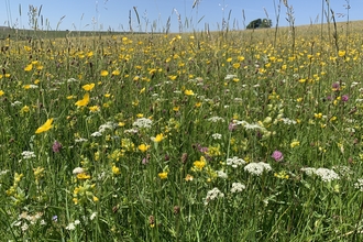 Wildflowers at Hannah's Meadow.