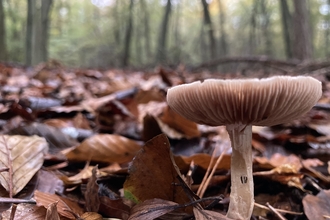 Woodland scene with fungi in leaf-laden foreground and trees in background