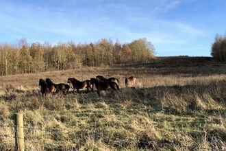group of ponies in field with trees in background