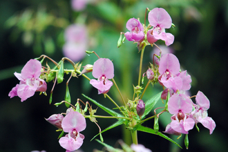 Himalayan balsam, by Amy Lewis