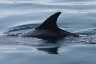Bottlenose dolphin fin