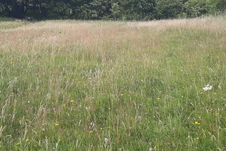 flower meadow with woodland in background
