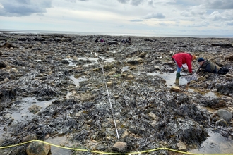 Shoresearch survey, Seaham