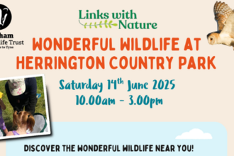 graphic promoting community event