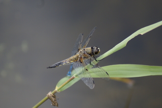 a dragonfly resting on a leaf above water 