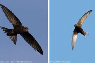 Swifts
