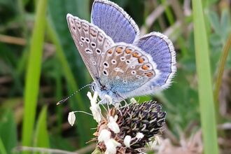 Common blue butterfly