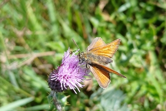 Small skipper butterfly