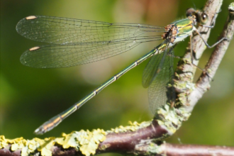 Willow emerald damselfly on branch