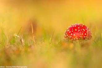 Fly Agaric