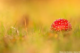 Fly Agaric