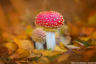 Fly Agaric