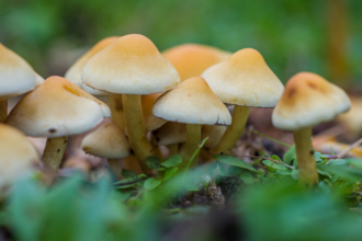 Mushrooms