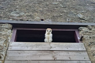 A barn owl sitting on the wooden gate of a barn