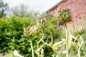 Artichokes in a garden