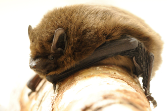 A pipistrelle bat, credit: Amy Lewis