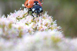Ladybird - Jon Hawkins/SurreyHillsPhotography