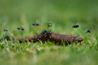 Flies hovering over poo in grass