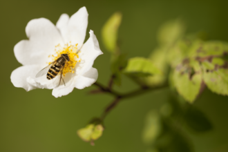 Hoverfly - Ross Hoddinott/2020VISION