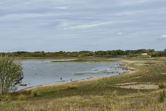 a view over a lake with wetland birds on edge and bird hide in distance