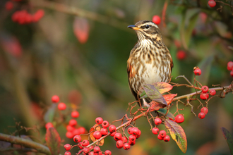 Redwing - Jon Hawkins/Surrey Hills Photography