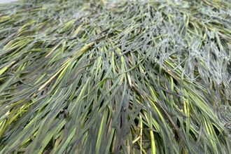 wet seagrass laying flat across beach