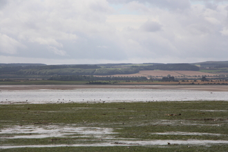 seagrass meadow in foreground with sea and birds in distance and hills across the water