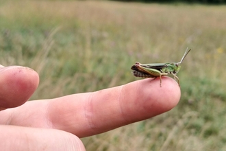 A grasshopper on a child's finger