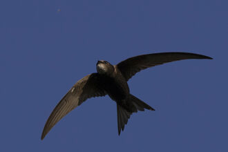 Swift in mid-flight against blue sky, wings spread wide, tail fanned, chasing a small insect. Photo taken by Jon Hawkins – Surrey Hills Photography