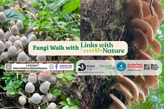 montage of fungi photos with wording over the top promoting a walk