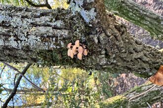 Mushrooms on Alder Tree
