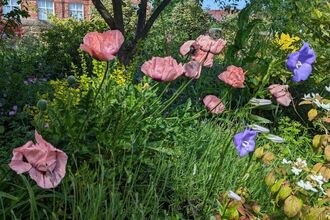 Poppies at St Cuthbert and St Bede's Open Garden Fundraiser