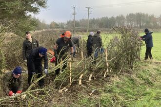 People hedge laying in a grassy field, bending and weaving branches to form a living fence.