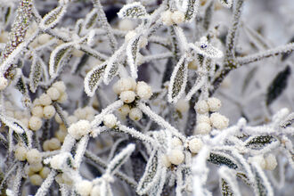a close up of mistletoe in frost 
