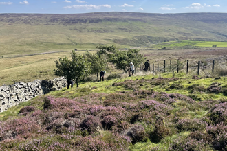 Group of people carrying out conservation work along a moorland path bordered by a stone wall, with rolling green and purple hills under a sunny sky.