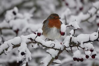 a robin with red chest sitting on a snowy branch