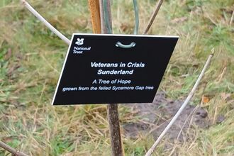 Young tree planted in grass with a black sign reading “Veterans in Crisis Sunderland – A Tree of Hope – grown from the felled Sycamore Gap tree,” bearing the National Trust logo.