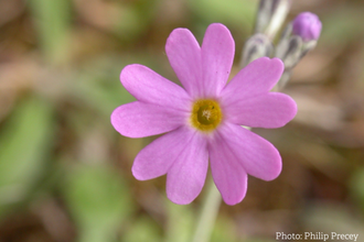 Birds Eye Primrose 