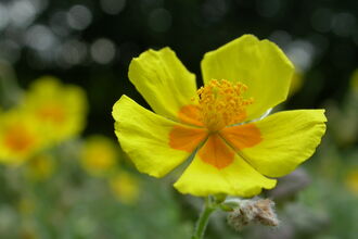 Common Rockrose