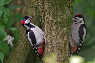 Pair of woodpeckers on a tree trunk