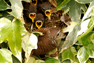 Wren's nest in ivy