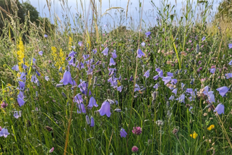 Harebells at Herrington Hill Nature Reserve